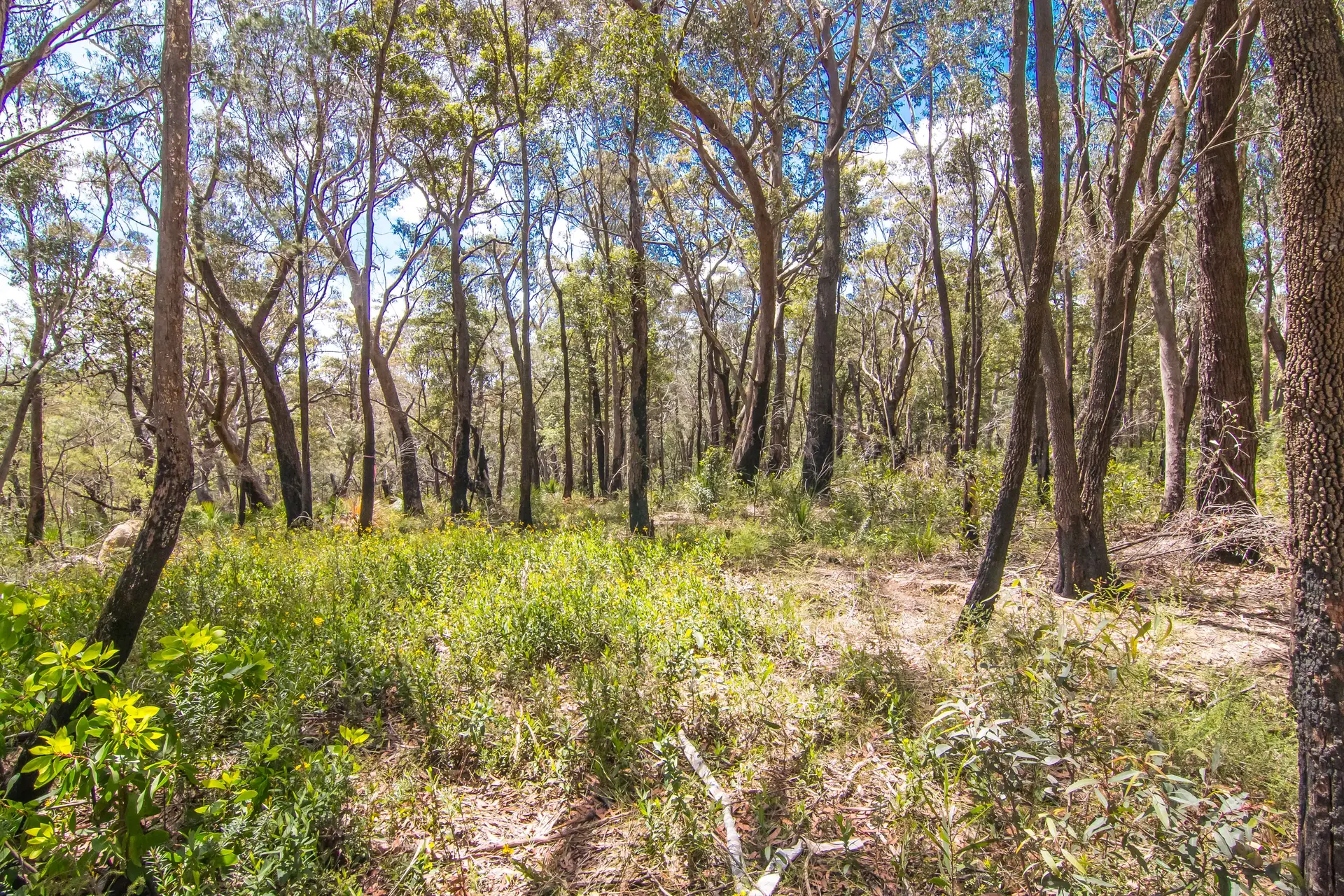 131 Burralow Road, Kurrajong Heights Sold by Cutcliffe Properties - image 1