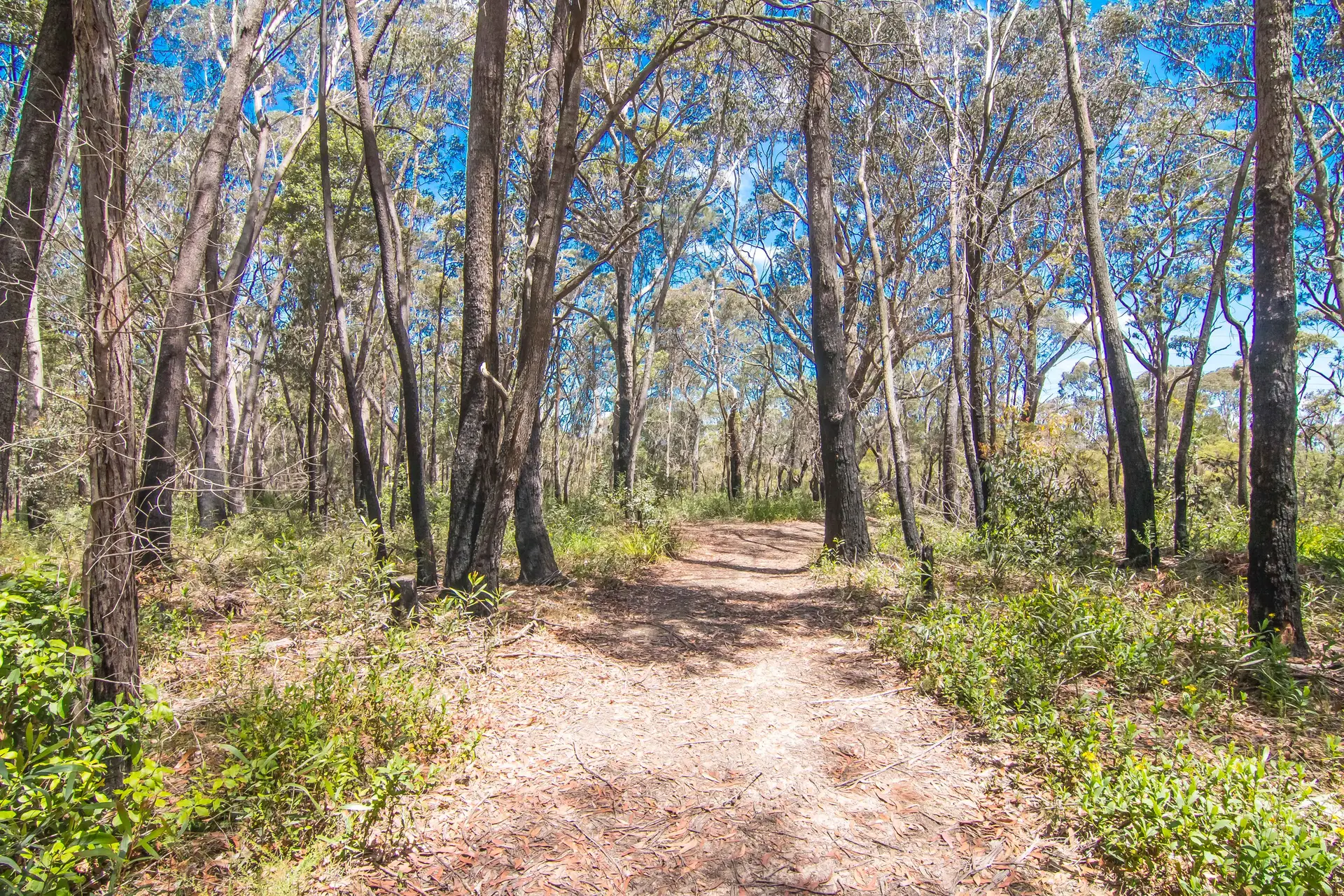 131 Burralow Road, Kurrajong Heights Sold by Cutcliffe Properties - image 1