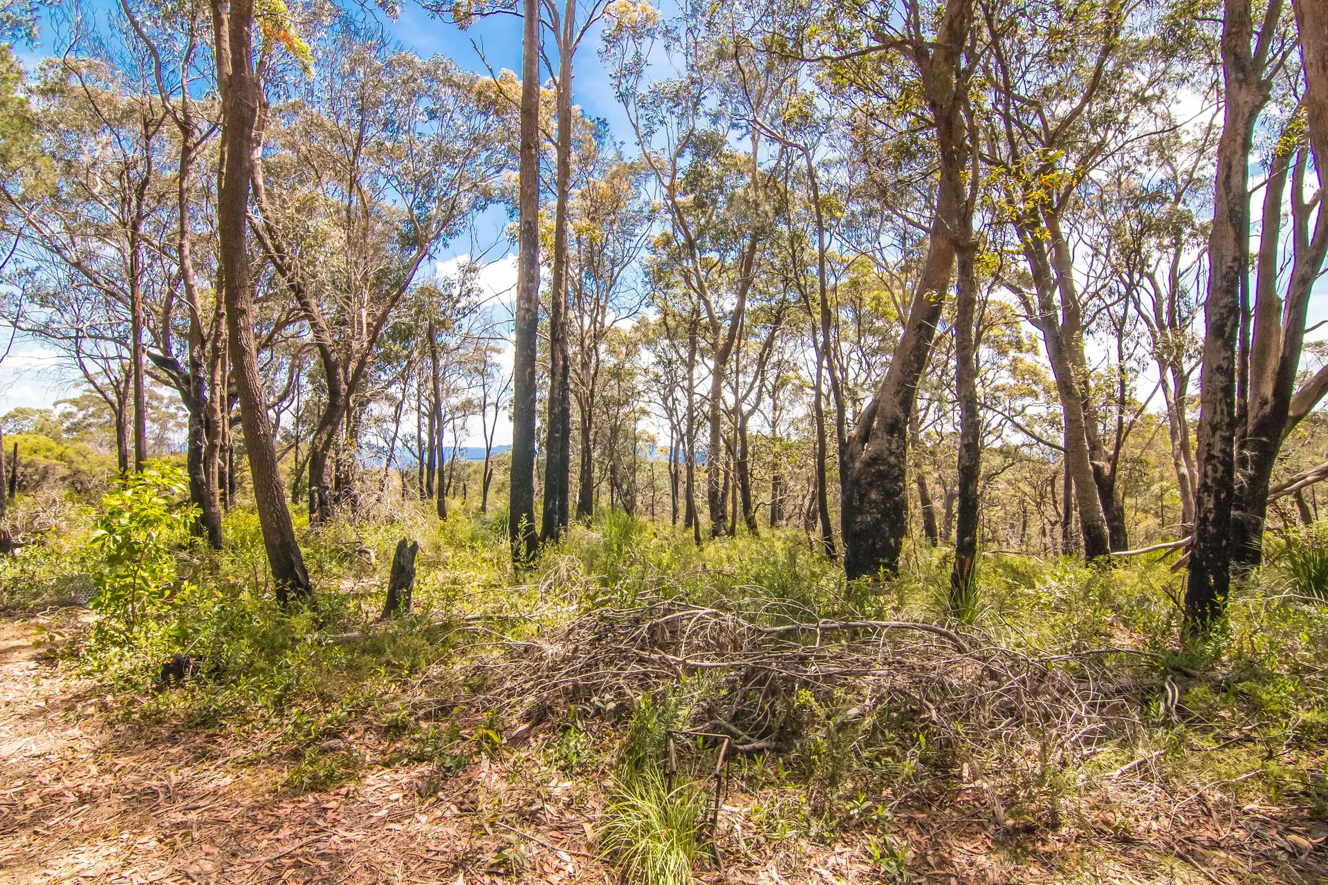 131 Burralow Road, Kurrajong Heights Sold by Cutcliffe Properties - image 1