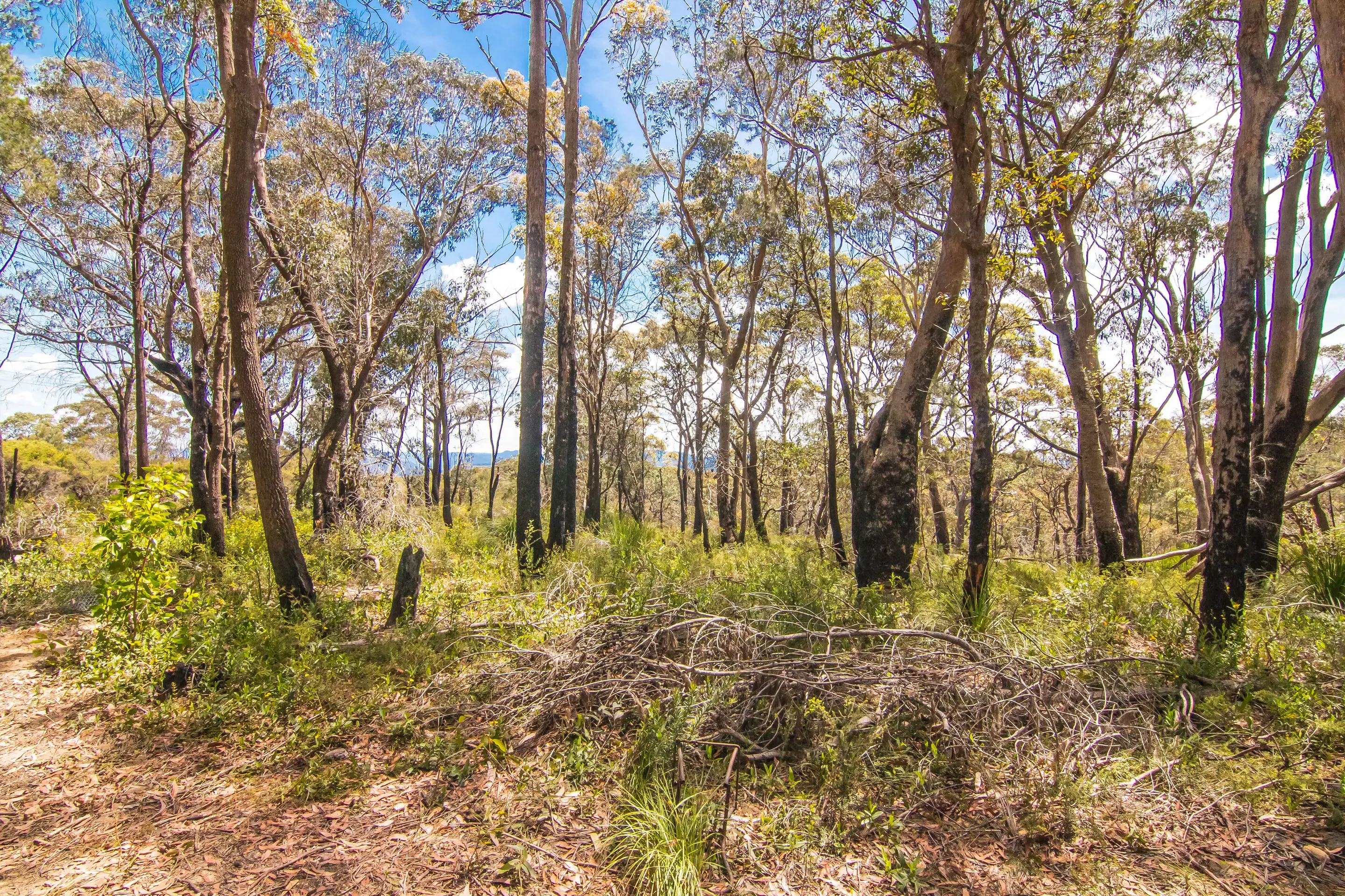 131 Burralow Road, Kurrajong Heights Sold by Cutcliffe Properties - image 3