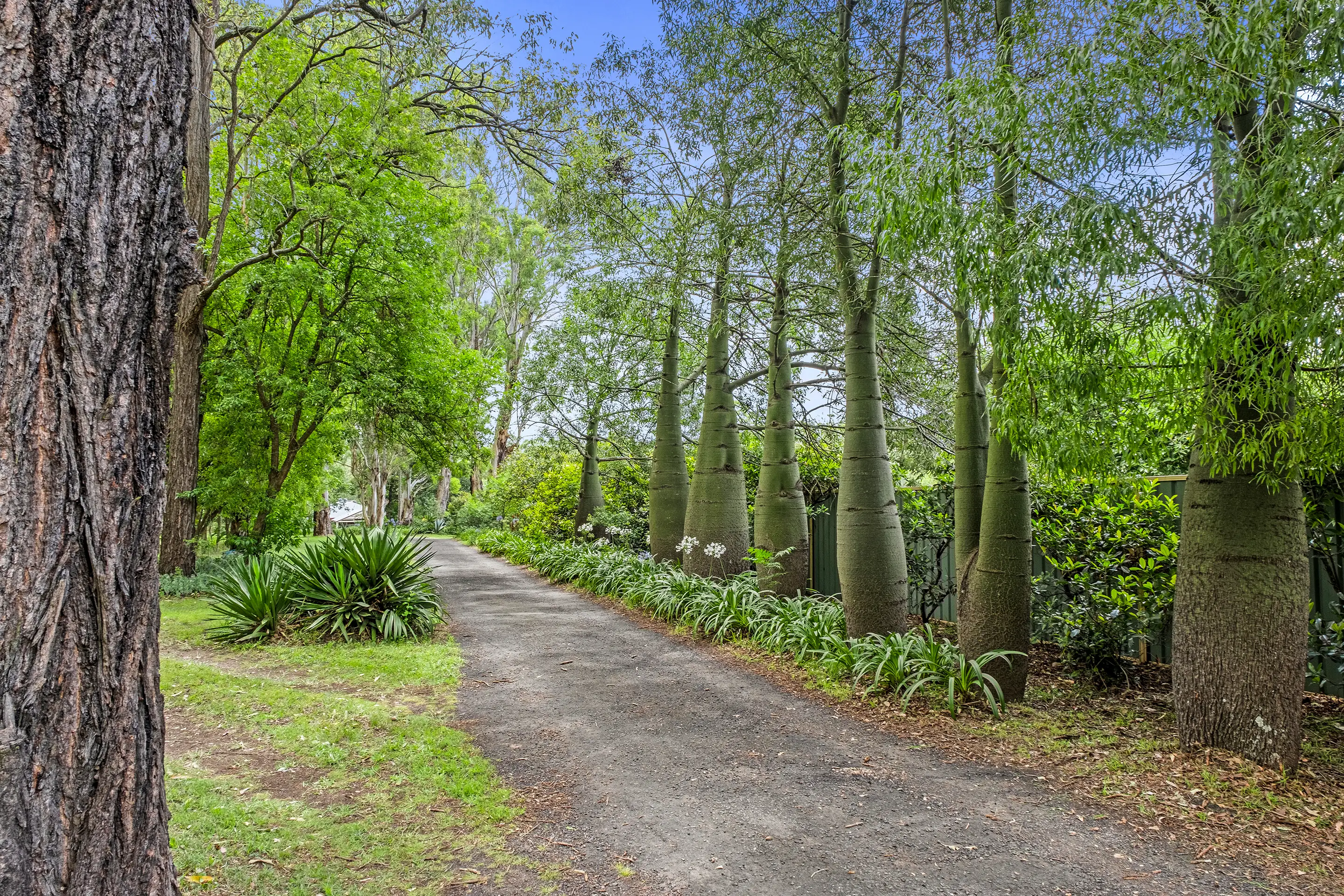 252 Springwood Road, Yarramundi Sold by Cutcliffe Properties - image 15