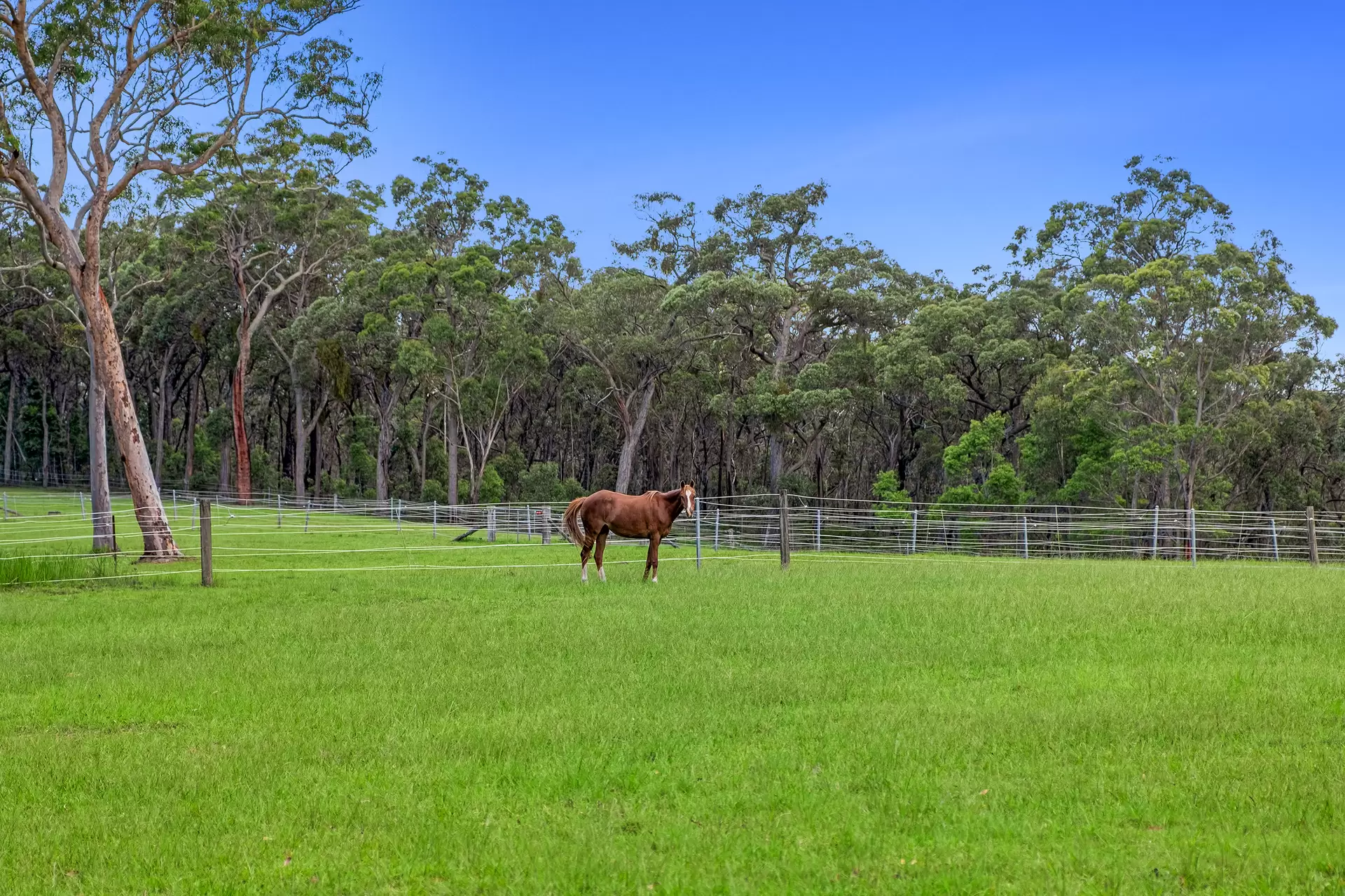 554 Mountain Lagoon Road, Bilpin Sold by Cutcliffe Properties - image 1