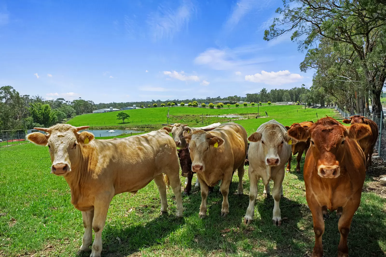 780 Wisemans Ferry Road, South Maroota For Sale by Cutcliffe Properties - image 13